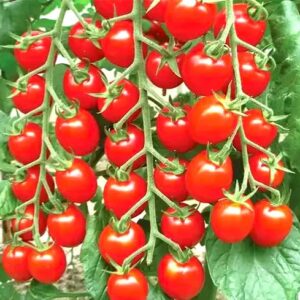 Sellify Details About 200+ Bonsai Suitable Tomato Seeds Mini Cherry Potted Sweet Fruit Vegetable Organic Fresh Home And Garden Bonsai Suitable Seeds