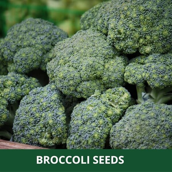 Farmgokart ~ Broccoli (F1 Hybrid) - Variety Name : Broccoli Festival Planting seeds – ideal for both home gardening, Open farming, and Poly Houses, Seeds Count : 1000 Nos - Image 4