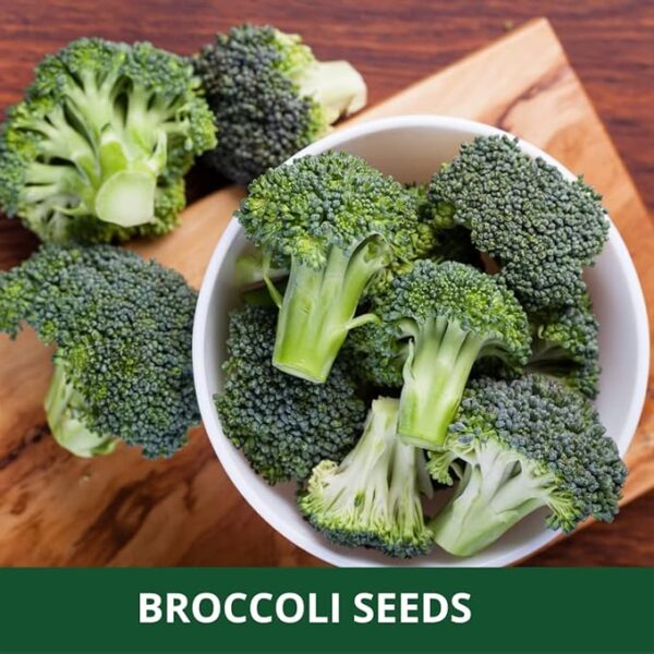 Farmgokart ~ Broccoli (F1 Hybrid) - Variety Name : Broccoli Festival Planting seeds – ideal for both home gardening, Open farming, and Poly Houses, Seeds Count : 1000 Nos - Image 5