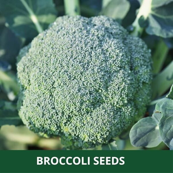 Farmgokart ~ Broccoli (F1 Hybrid) - Variety Name : Broccoli Festival Planting seeds – ideal for both home gardening, Open farming, and Poly Houses, Seeds Count : 1000 Nos - Image 3