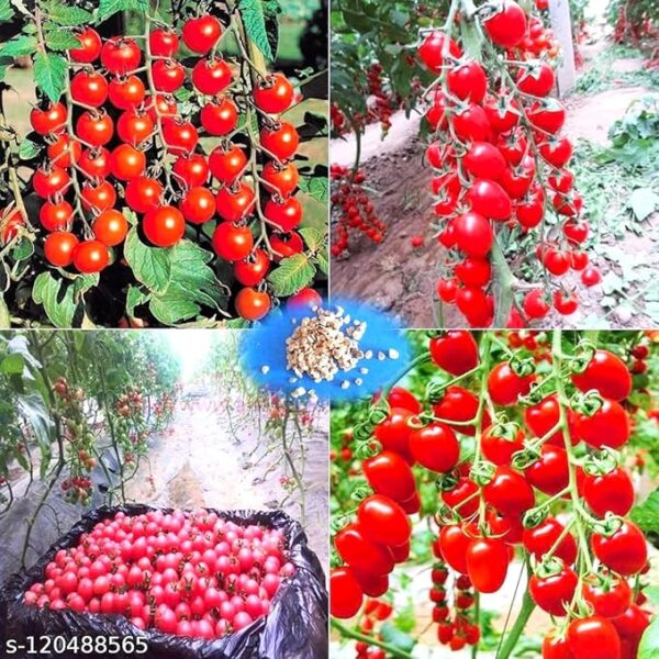 Sellify Details About 200+ Bonsai Suitable Tomato Seeds Mini Cherry Potted Sweet Fruit Vegetable Organic Fresh Home And Garden Bonsai Suitable Seeds - Image 2