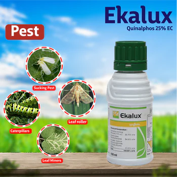 Ekalux-17