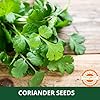 Farmgokart ~ 100 Grams - Planting seeds - Coriander Split | for Home Gardening, Open Farming and Poly House Farming - Image 3