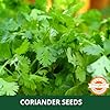 Farmgokart ~ 100 Grams - Planting seeds - Coriander Split | for Home Gardening, Open Farming and Poly House Farming - Image 5