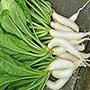 Zeniso® Radish Palak Patta - Desi Vegetable Seeds, Indian Vegetable Seeds, High Germination Seeds For Home & Garden