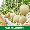 Farmgokart | 10 Grams - MUSK MELON SEEDS F1 HYBRID SEED | Perfect for Home Gardening, Open Farming and Poly House Farming (Appx Seed Count 400 Nos) - Image 5