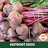 Farmgokart | 100 Grams BEET ROOT (Chukander) SEEDS | DARK RED Variety | for Open Farming and Poly House Farming - Image 3