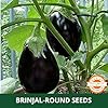 Farmgokart | 10 Grams - BRINJAL DARK PURPLE F1 HYBRID | for Open Farming and Poly House Farming |Appx Seed Count : 2000 Nos - Image 3