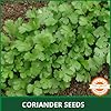 Farmgokart ~ 100 Grams - Planting seeds - Coriander Split | for Home Gardening, Open Farming and Poly House Farming - Image 4