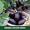 Farmgokart | 10 Grams - BRINJAL DARK PURPLE F1 HYBRID | for Open Farming and Poly House Farming |Appx Seed Count : 2000 Nos - Image 5