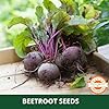 Farmgokart | 100 Grams BEET ROOT (Chukander) SEEDS | DARK RED Variety | for Open Farming and Poly House Farming - Image 6
