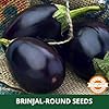 Farmgokart | 10 Grams - BRINJAL DARK PURPLE F1 HYBRID | for Open Farming and Poly House Farming |Appx Seed Count : 2000 Nos - Image 4
