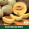 Farmgokart | 10 Grams - MUSK MELON SEEDS F1 HYBRID SEED | Perfect for Home Gardening, Open Farming and Poly House Farming (Appx Seed Count 400 Nos) - Image 4