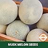 Farmgokart | 10 Grams - MUSK MELON SEEDS F1 HYBRID SEED | Perfect for Home Gardening, Open Farming and Poly House Farming (Appx Seed Count 400 Nos) - Image 3