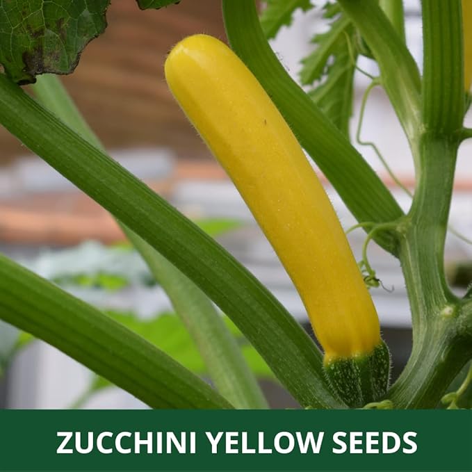 Farmgo ~ 10 Grams Zucchini Yellow Long F1 Hybrid (Variety Name : Yellow Beauty) Planting Seeds – ideal for both home gardening, Open farming, and Poly Houses (Appx Seeds Count 65-70 nos) - Image 6