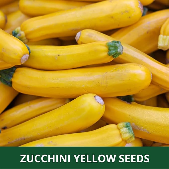 Farmgo ~ 10 Grams Zucchini Yellow Long F1 Hybrid (Variety Name : Yellow Beauty) Planting Seeds – ideal for both home gardening, Open farming, and Poly Houses (Appx Seeds Count 65-70 nos) - Image 7