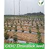 Iagrifarm ODC MORINGA Seeds Advance Variety Drumstick Seeds -250 gram - Sahjan ki Phalli/Saragavo - 2 times flowering - Image 6