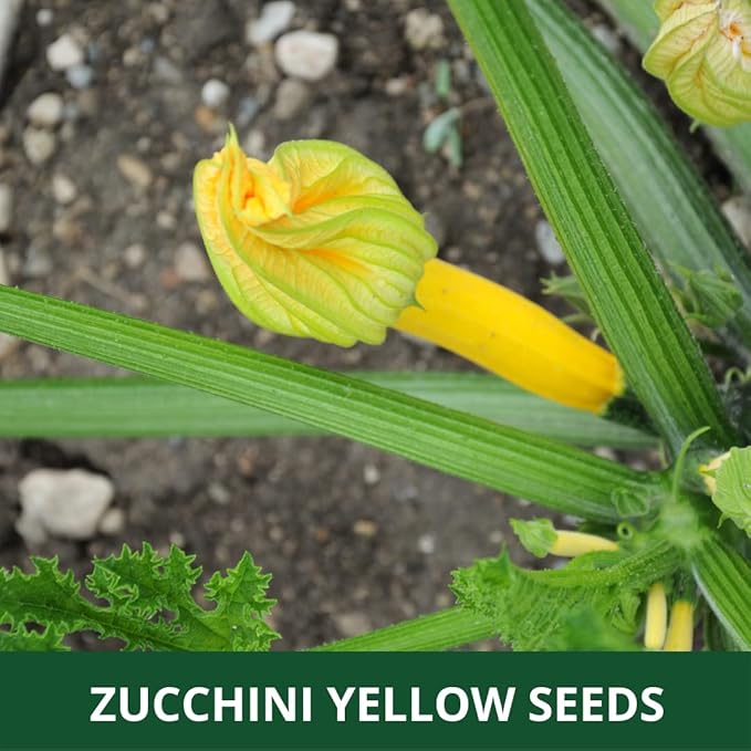 Farmgo ~ 10 Grams Zucchini Yellow Long F1 Hybrid (Variety Name : Yellow Beauty) Planting Seeds – ideal for both home gardening, Open farming, and Poly Houses (Appx Seeds Count 65-70 nos) - Image 4