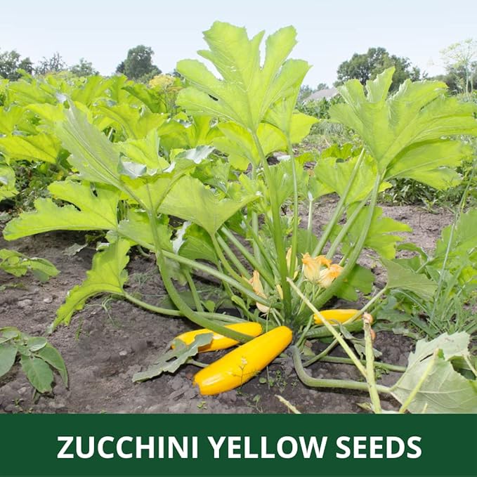 Farmgo ~ 10 Grams Zucchini Yellow Long F1 Hybrid (Variety Name : Yellow Beauty) Planting Seeds – ideal for both home gardening, Open farming, and Poly Houses (Appx Seeds Count 65-70 nos) - Image 5