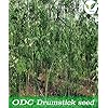 Iagrifarm ODC MORINGA Seeds Advance Variety Drumstick Seeds -250 gram - Sahjan ki Phalli/Saragavo - 2 times flowering - Image 4