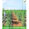 Iagrifarm ODC MORINGA Seeds Advance Variety Drumstick Seeds -250 gram - Sahjan ki Phalli/Saragavo - 2 times flowering - Image 7